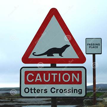 Otters crossing