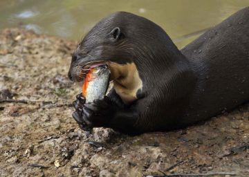 Grote otter eet vis